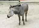 動物図鑑・ハートマンヤマシマウマの写真 6